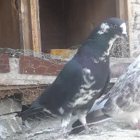 کبوتر پرشی|پرنده|بسطام, |دیوار