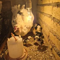 جوجه گلین دو هفته ای و تخم نطفه دار گلین لری اصیل|حیوانات مزرعه|رودبنه, |دیوار