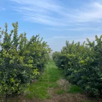 مشاوره تغذیه و احداث انواع باغات و گلخانه