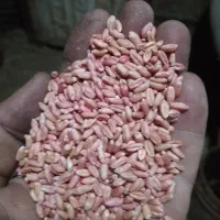 گندم بذری رقم رخشان