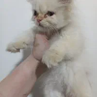 گربه پرشین پوینت