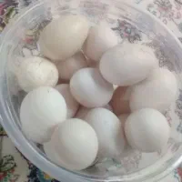 تخم مرغ نطفه دار لاری