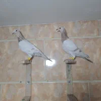 کبوتر کفتر هفت رنگ خطی