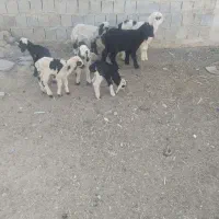 بره شیری|حیوانات مزرعه|شیراز, بید زرد|دیوار