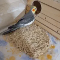 عروس هلندی جفت و ماده