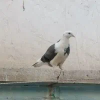 کفتر|پرنده|قم, صفائیه|دیوار