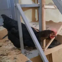 مرغ سیاه بلک|حیوانات مزرعه|تهران, والفجر (افسریه)|دیوار