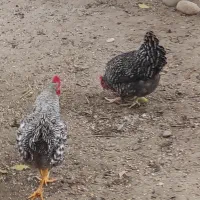 مرغ و خروس امروک(پلیموت راک) اصل