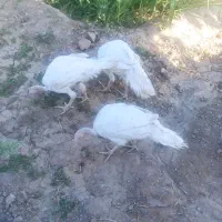 فروش بوقلمون