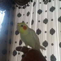 عروس هلندی سخنگو|پرنده|حمیدیا, |دیوار