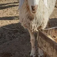 کاور ۲دندان|حیوانات مزرعه|سرایان, |دیوار