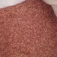 گندم بذر دیم پرآو|خدمات باغبانی و درختکاری|جوانرود, |دیوار