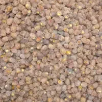 خرمای برحی وگنطار درجه۱