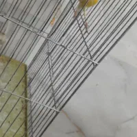 قناری زرد طلایی