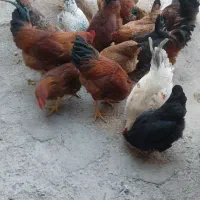 تعدادی مرغ و خروس بومی 8ماهه خریدم تخم گذار هستن|حیوانات مزرعه|نجف‌آباد, یزدانشهر|دیوار