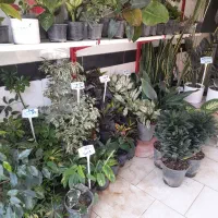 انواع گل و گیاه