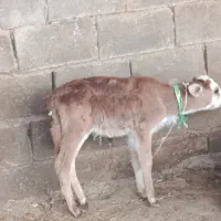 گوساله لری|حیوانات مزرعه|گتوند, |دیوار