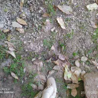 بذر گوجه ای وسفیدبشرط|گل و گیاه طبیعی|خرم‌آباد, |دیوار