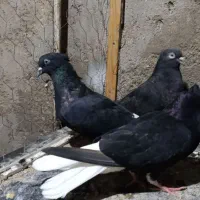 کبوتر پرنده اشعل دمسفید ورنگی|پرنده|اهواز, عین ۲|دیوار