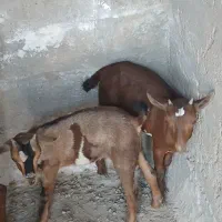 یک عدد بز چینی با دو عدد کهره نر|حیوانات مزرعه|هیرمند, |دیوار