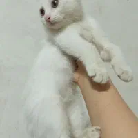 گربه
