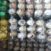 تخم بلدرچین و تخم مرغ گلپایکان