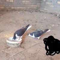 کبوتر