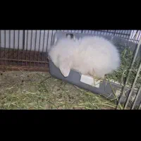 خرگوش مینی لوپ  ترکیش چشم ابی|موش و خرگوش|ساوه, |دیوار