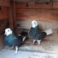 کبوتر پرشی|پرنده|بندرعباس, |دیوار