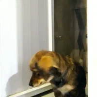 یک سگ پیدا شده|سگ|خمینی‌شهر, |دیوار