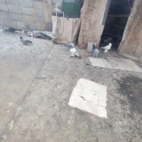 کبوتر آبی ولوتی