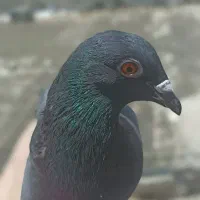 کبود خطی ماده