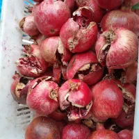 فروش انار ترکیده درجه یک دون مشکی