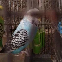 یک جفت مرغ عشق