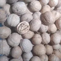 گردو اعلا