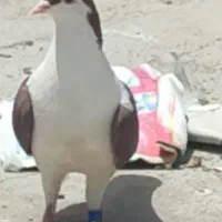 چند تا کبوتر برای فروش همه یک جا