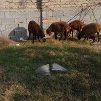 ۵عدد بره ماده تمیز گمیشان