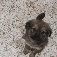 حیوان خانگی