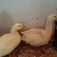 اردک خونگی شش ماهه