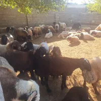 بره چاق برای قصاب بع فروش میرسد|حیوانات مزرعه|کوه چنار, |دیوار