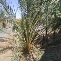 فروش یک نخل خرما