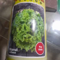 بذر کاهو فرانسوی بسته ۱۰۰۰عددی|گل و گیاه طبیعی|آبیک, |دیوار