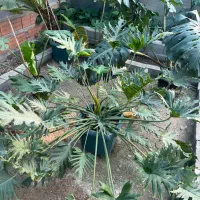 فروش گل اپارتمانی باتخفیف به مناسبت روز مادر