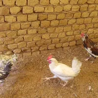 بوقلمون/تاقچه مرغ|حیوانات مزرعه|مشهد, بهمن|دیوار