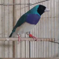 فروش فنچ گلدین ونرگسی مصری