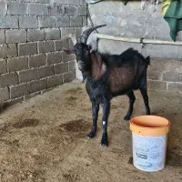 نربز یک ساله نژاد دار آلپاین|حیوانات مزرعه|کوهدشت, |دیوار