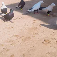 ۳۰تا رنگی همه نر