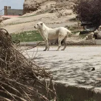 سگ ماده