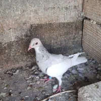 سار سبز مسافتی مینا کرمانی یهودی کویتی|پرنده|مه ولات, |دیوار