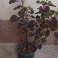 گل.حسن یوسف و چشم آهویی